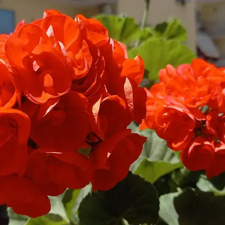 Maestra Giovanna فندق مبيت وإفطار بومبيي